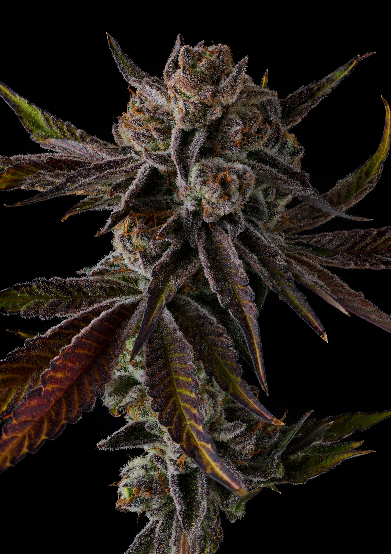 Purple Preserves (Pinana x Grape Gas) 7-Pack