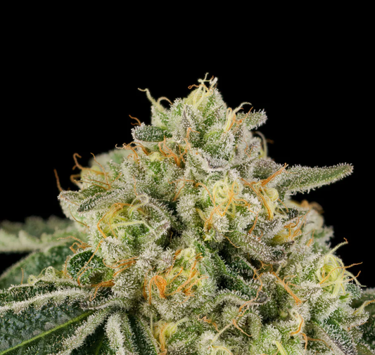 Bow shooter (Gunsmoke* x RS11) Fem seeds