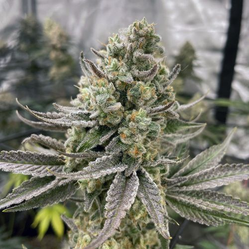 Platinumz (Z Kush x Platinum) 3 fem seeds