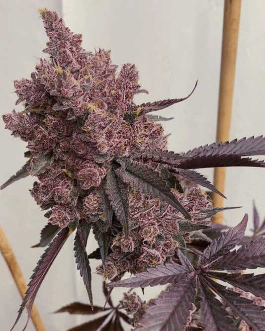 Bitties (Jigglers x Bahama Mama) 6 seeds
