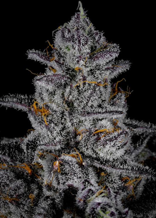 Blue Zangria (Rainbow Zangria x Blue Lobster) 7 seeds