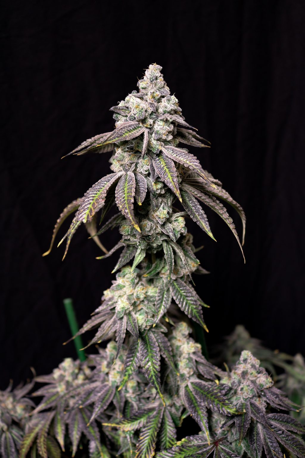 Blueberry Fudge (Grape Cake x Blueberry Rose) Fem 5-pack