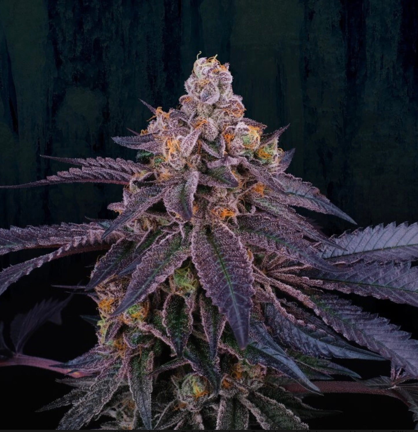 Granita (33 Splitter x Jet A) 6-Pack + 3 LH2P