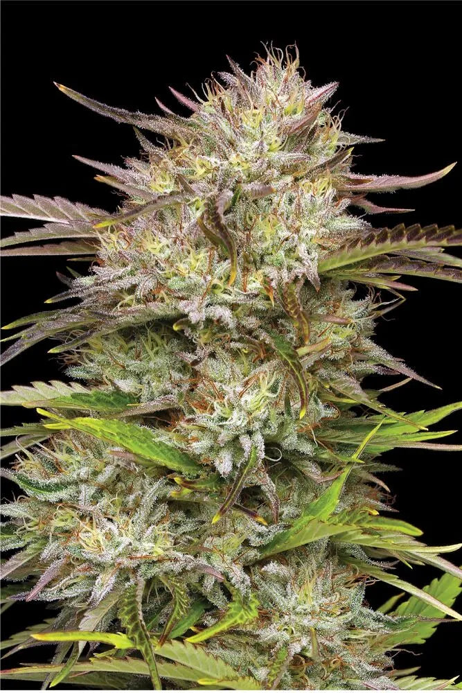 California Haze 5-Pack