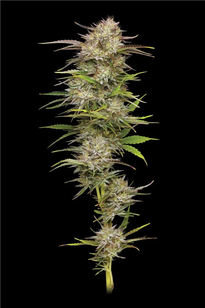 California Haze 5-Pack