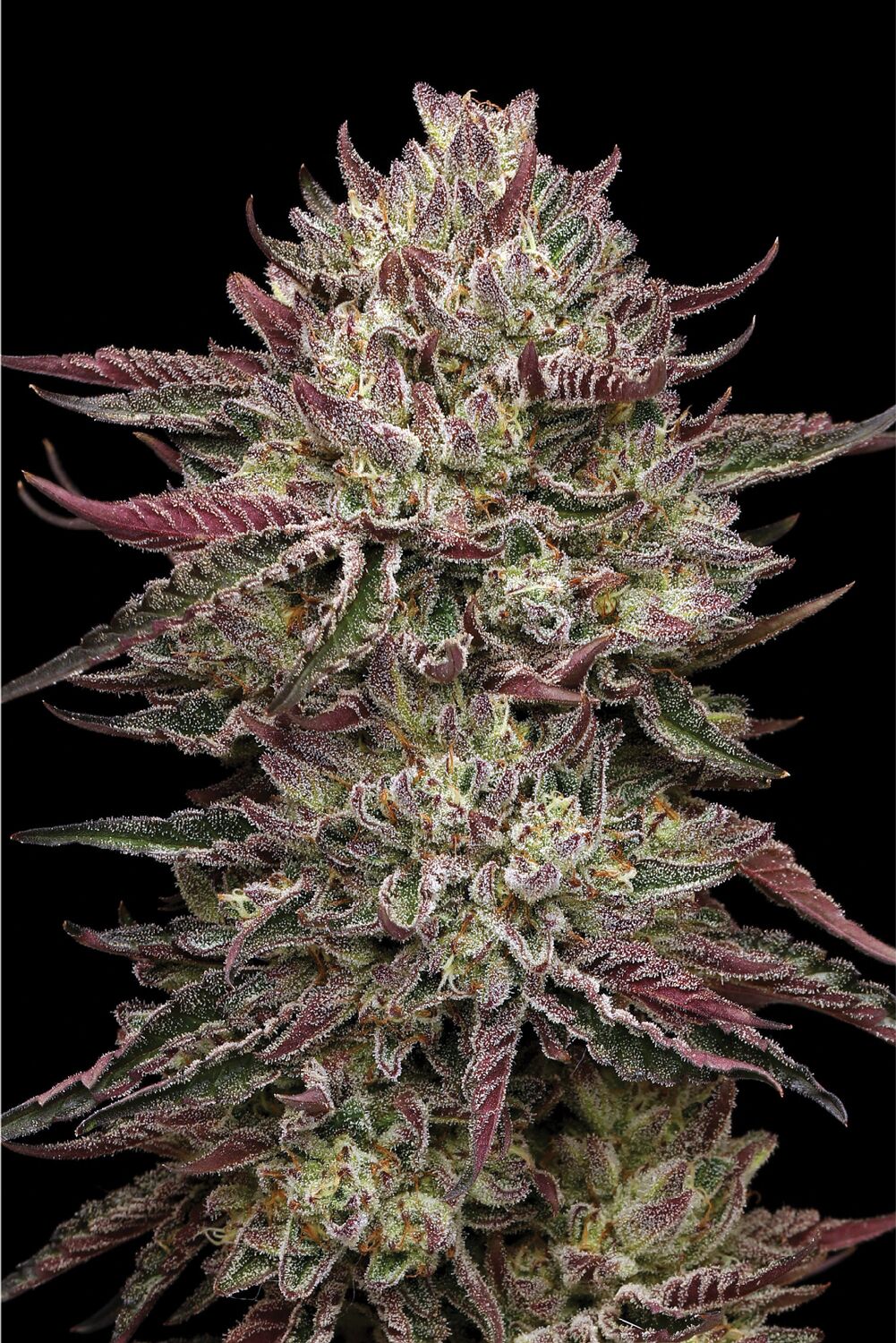 Chicken n' Wafflez Fem (Jelly Donutz #117 x Purple Cartel) 5-Pack