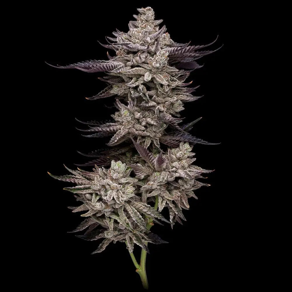 Animorph Mints (Animal Mints x Menthol) 5 seeds