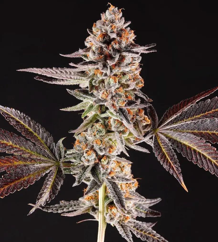 La Bomba (Wedding Cake x Jet Fuel Gelato) 5 seeds