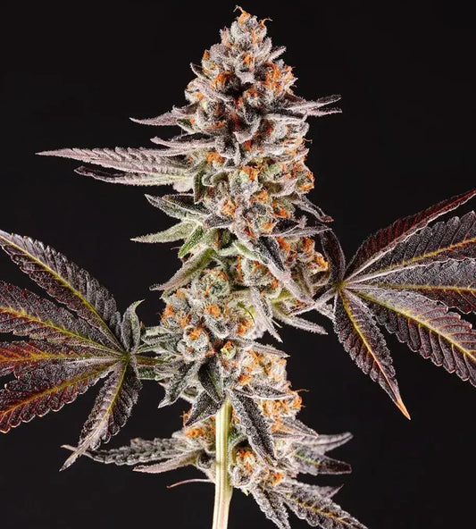 La Bomba (Wedding Cake x Jet Fuel Gelato) 5 seeds