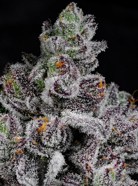 Cotton Candy Lobster (Cotton Candy Runtz x Blue Lobster) 7 seeds
