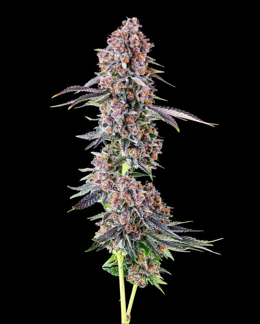 NYC Vapor (NYC Diesel x Jokerz #31) 7 seeds