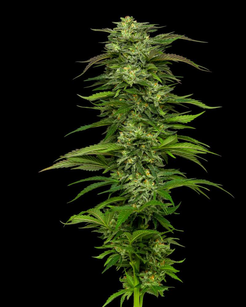 Dream Queen Fem (Green Crack x Mazar Star) 5-Pack