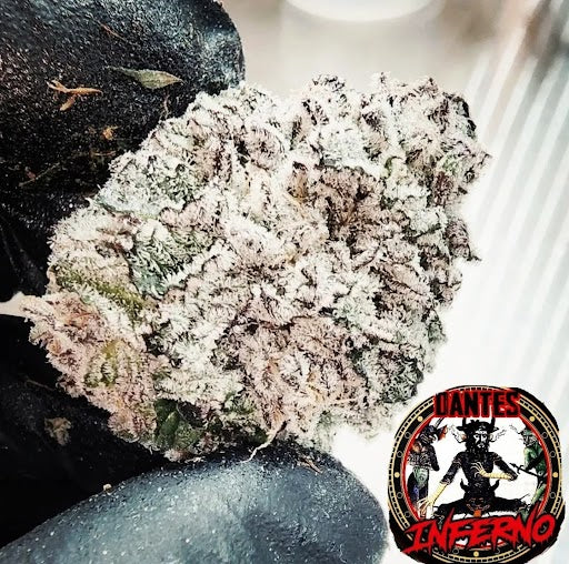 Dantes Inferno (Oreoz x Devil Driver) 6 seeds