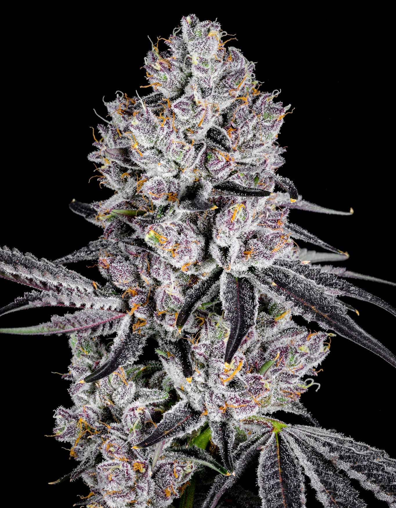 Deep Ztate (Guava Zourz x Blue Lobster) 7-Pack