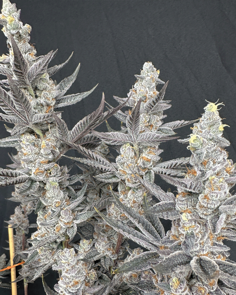 Diamond Daggers (Diamond Daiquiri x Gas Guzzler) 3 seeds