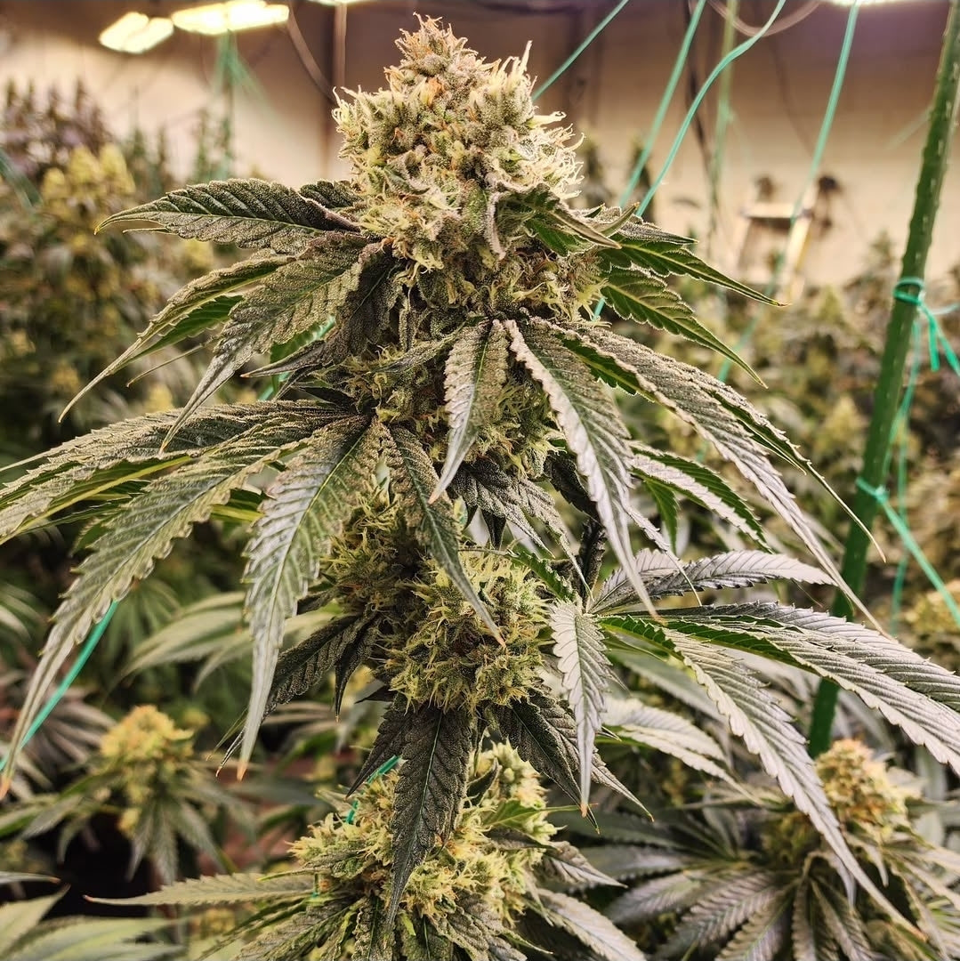Dirty Banana GEN1 (Wrank #5 x Banana Daddy IBL auto) 5 fast seeds