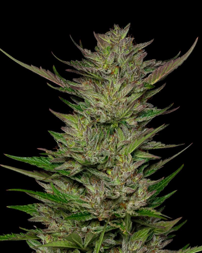 Don Carlos Fem (Blackberry OG x Humboldt Sour Diesel) 5-Pack