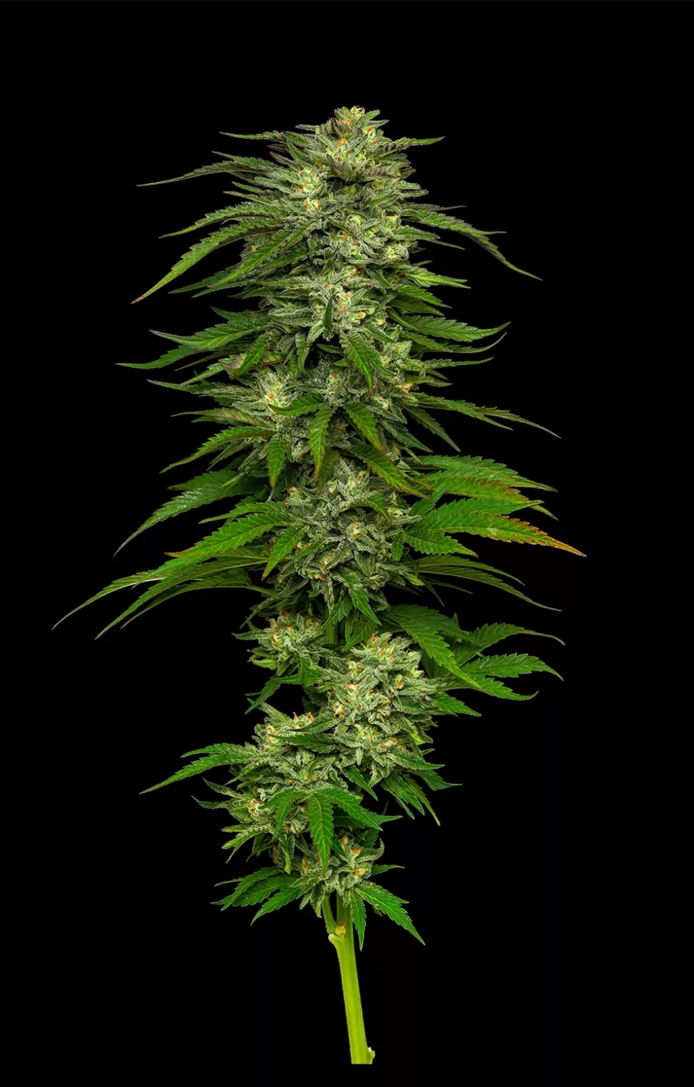 Dream Queen Auto (Dream Queen x Sour Apple Auto) 5-Pack