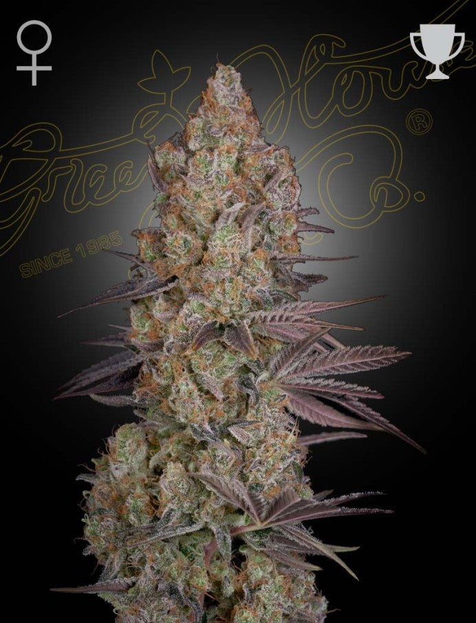 Exodus Cheese (only original Cheese) 5 seeds