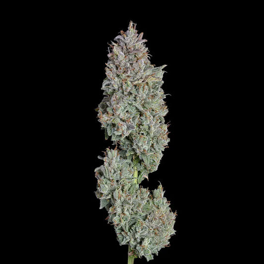 Easy Button Auto (Piña x Pineapple Runtz) 6 seeds
