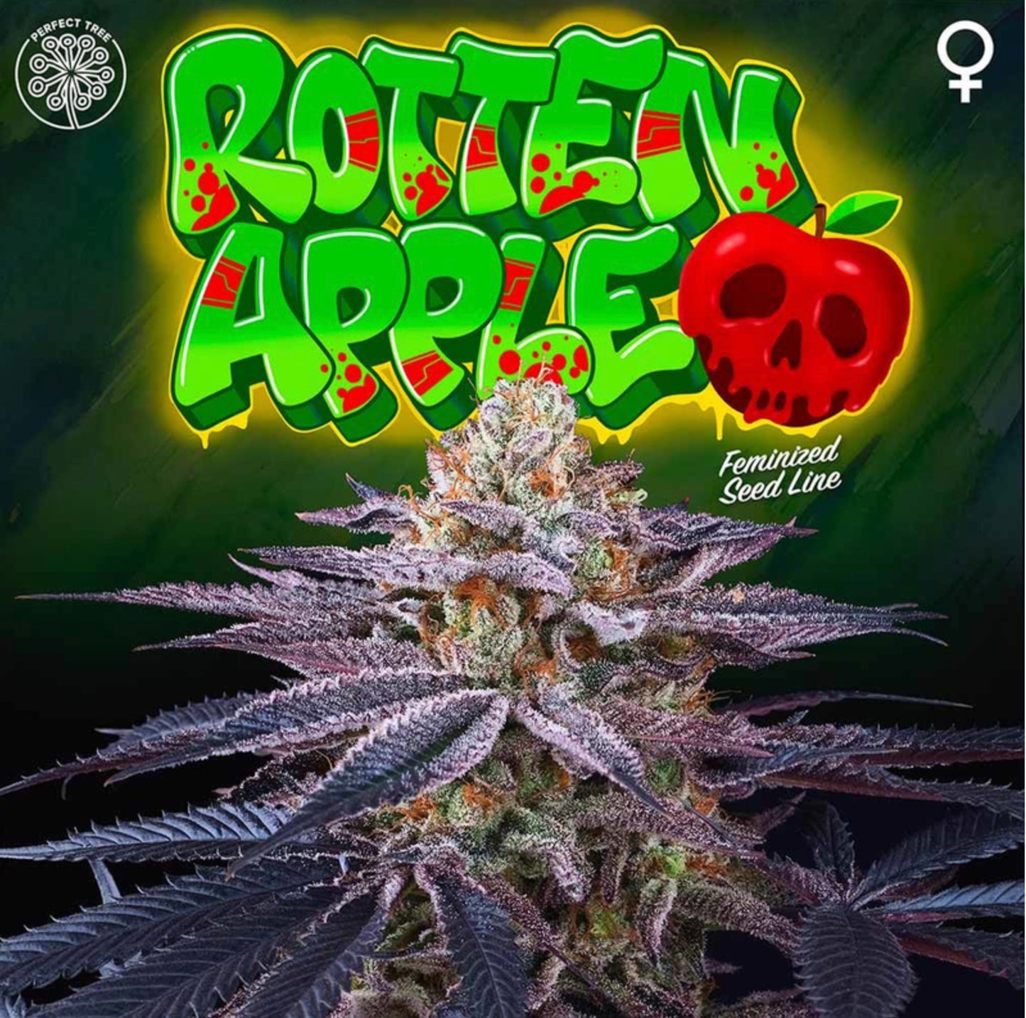 Rotten Apple (Lemon Butter Cream x Jet A) 6-Pack + 3 LH2P