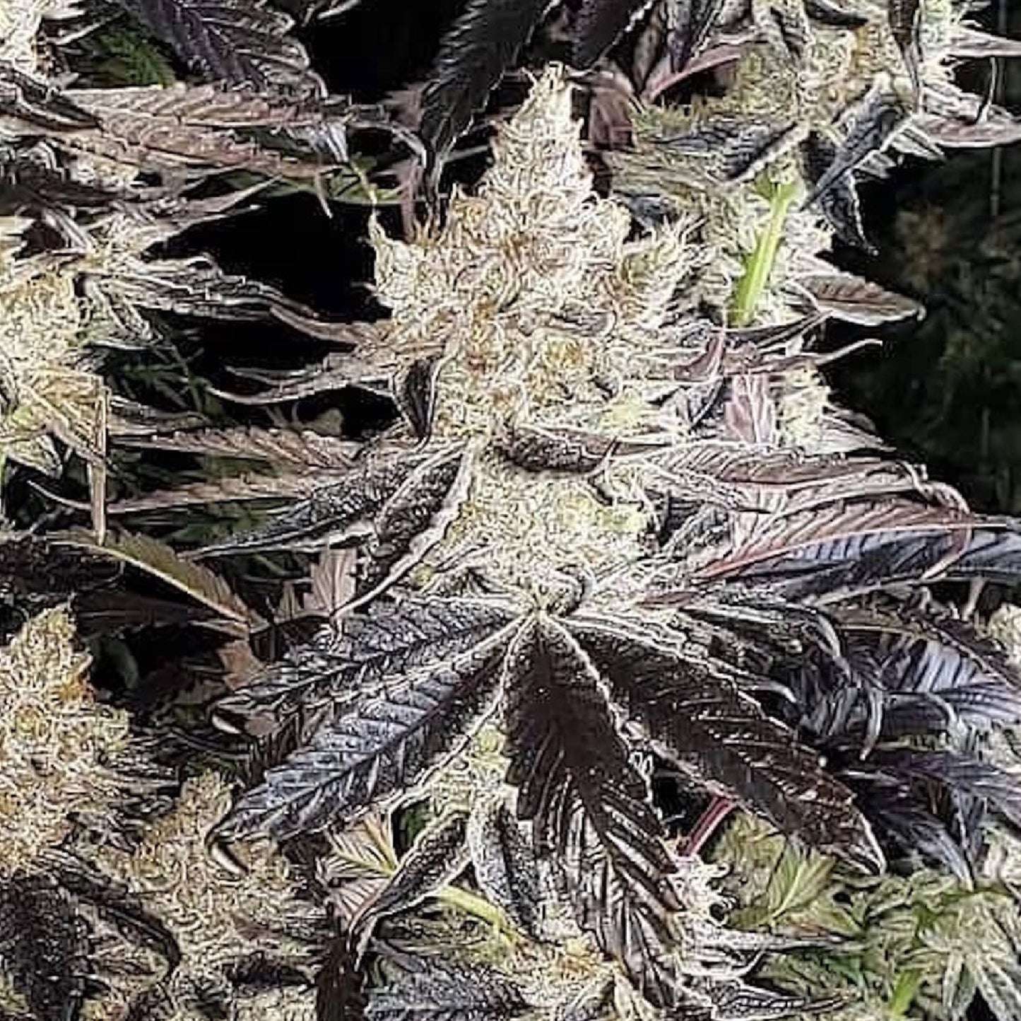 Ethos Cookies R2 (ETHOS COOKIES #1 x ETHOS COOKIES #16) 5-Pack