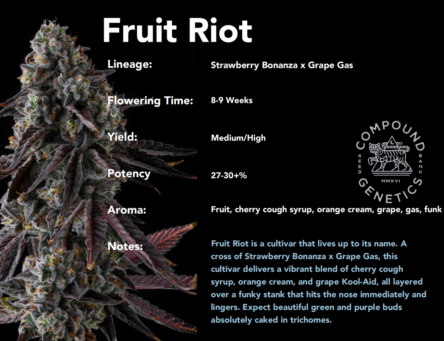 Fruit Riot (Strawberry Bonanza x Grape Gas) 7-Pack