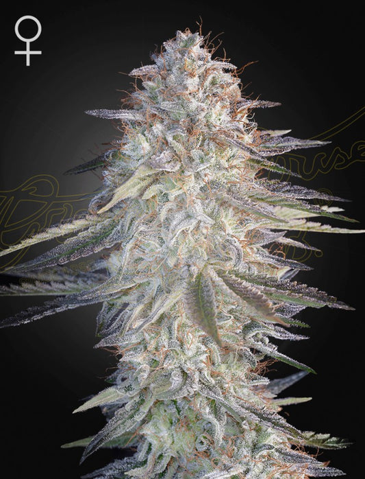 Super Lemon Haze x Pink Candy 5-Pack
