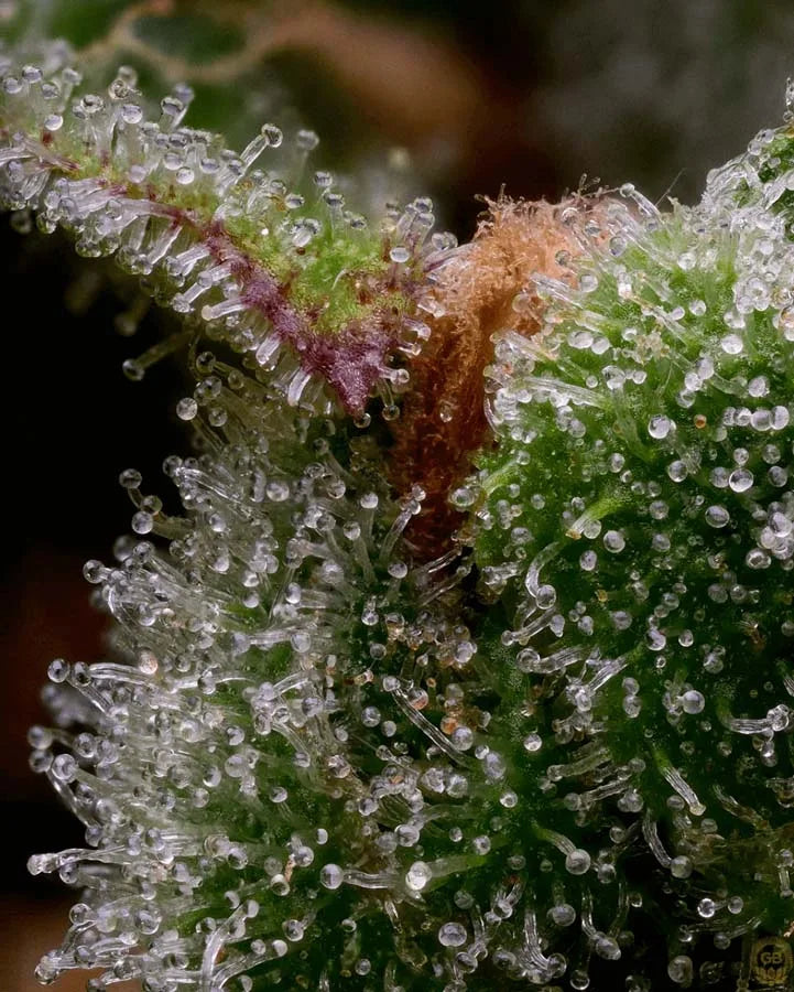 Guava Slushy (Guava Fig x Hazy Kush) 5 seeds + 2 freebies