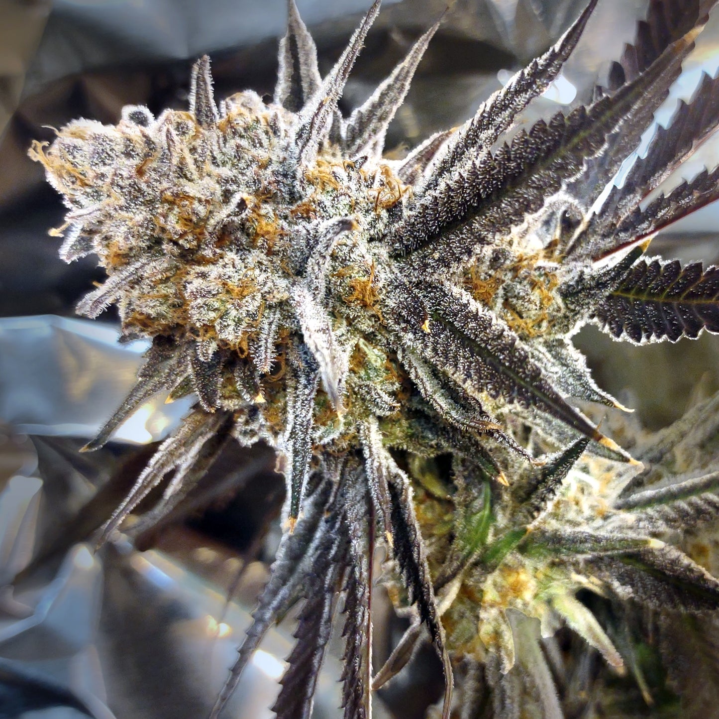Gelato Punch (Gelato #33 x Purple Punch) 3-Pack + 1 Gorilla Glue #4