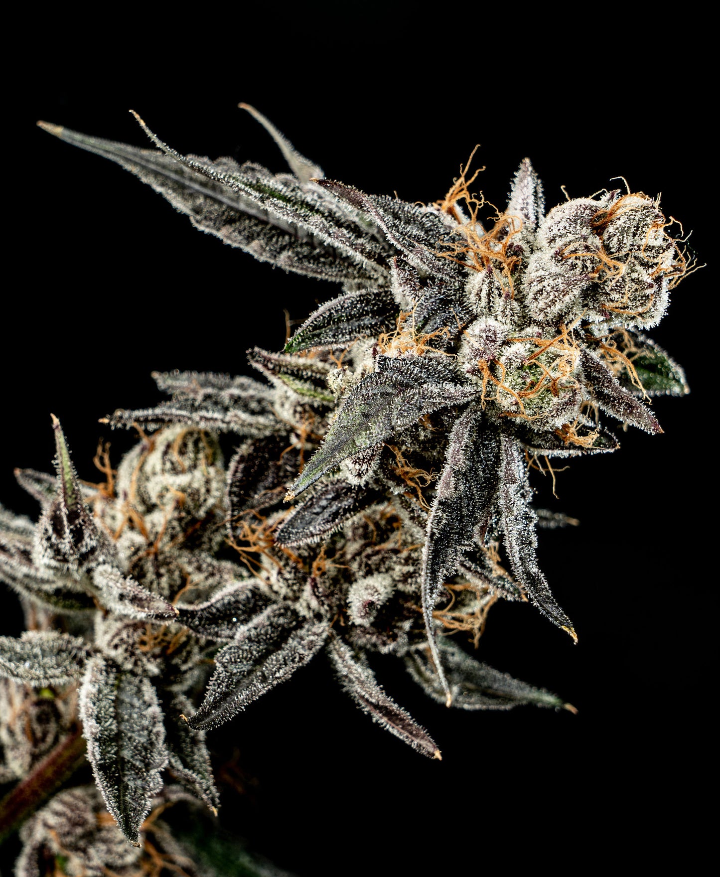 Gelato Punch (Gelato #33 x Purple Punch) 3-Pack + 1 Gorilla Glue #4