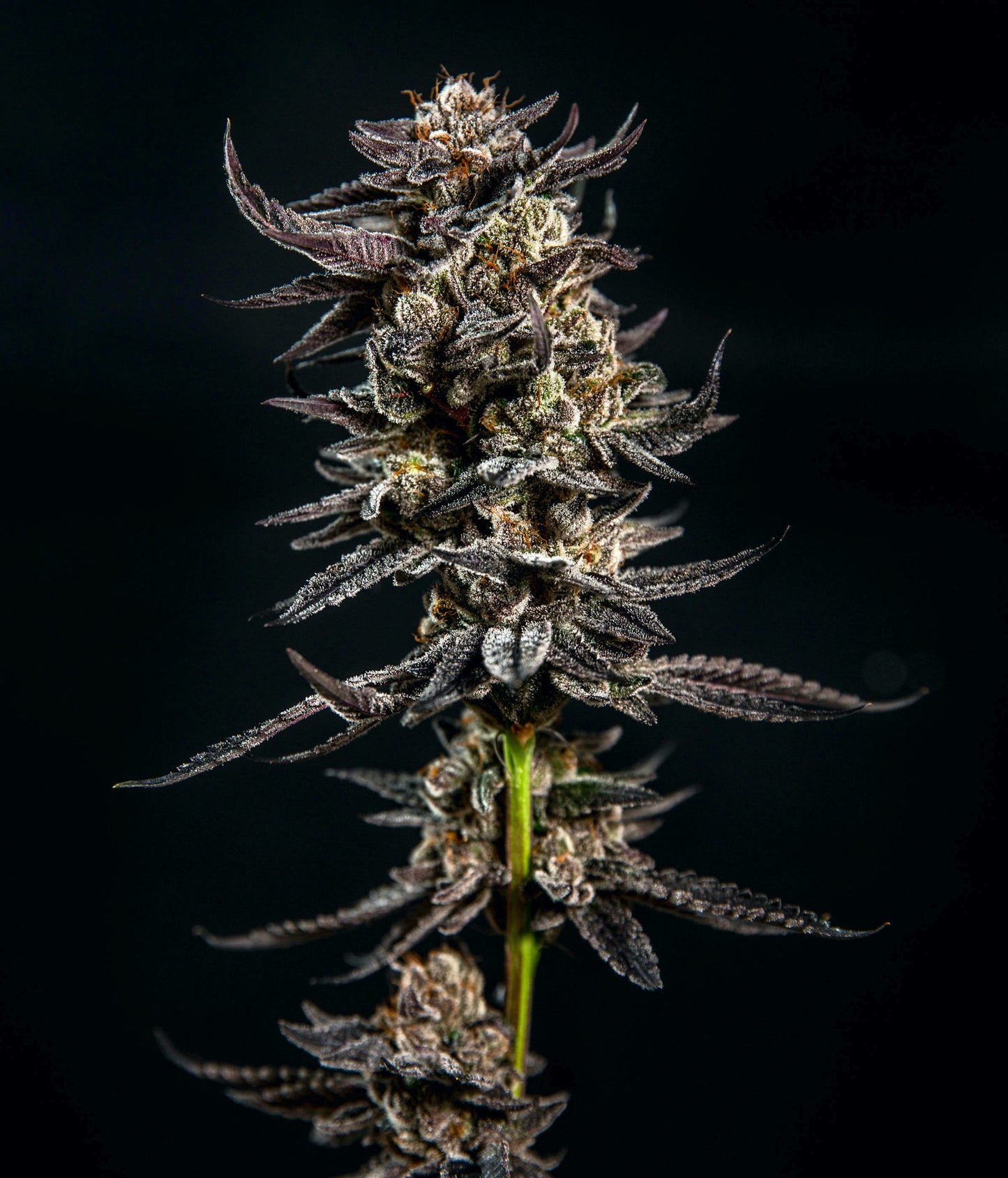 Gelatomo (Gelato #33 x GMO Cookies) 3-Pack