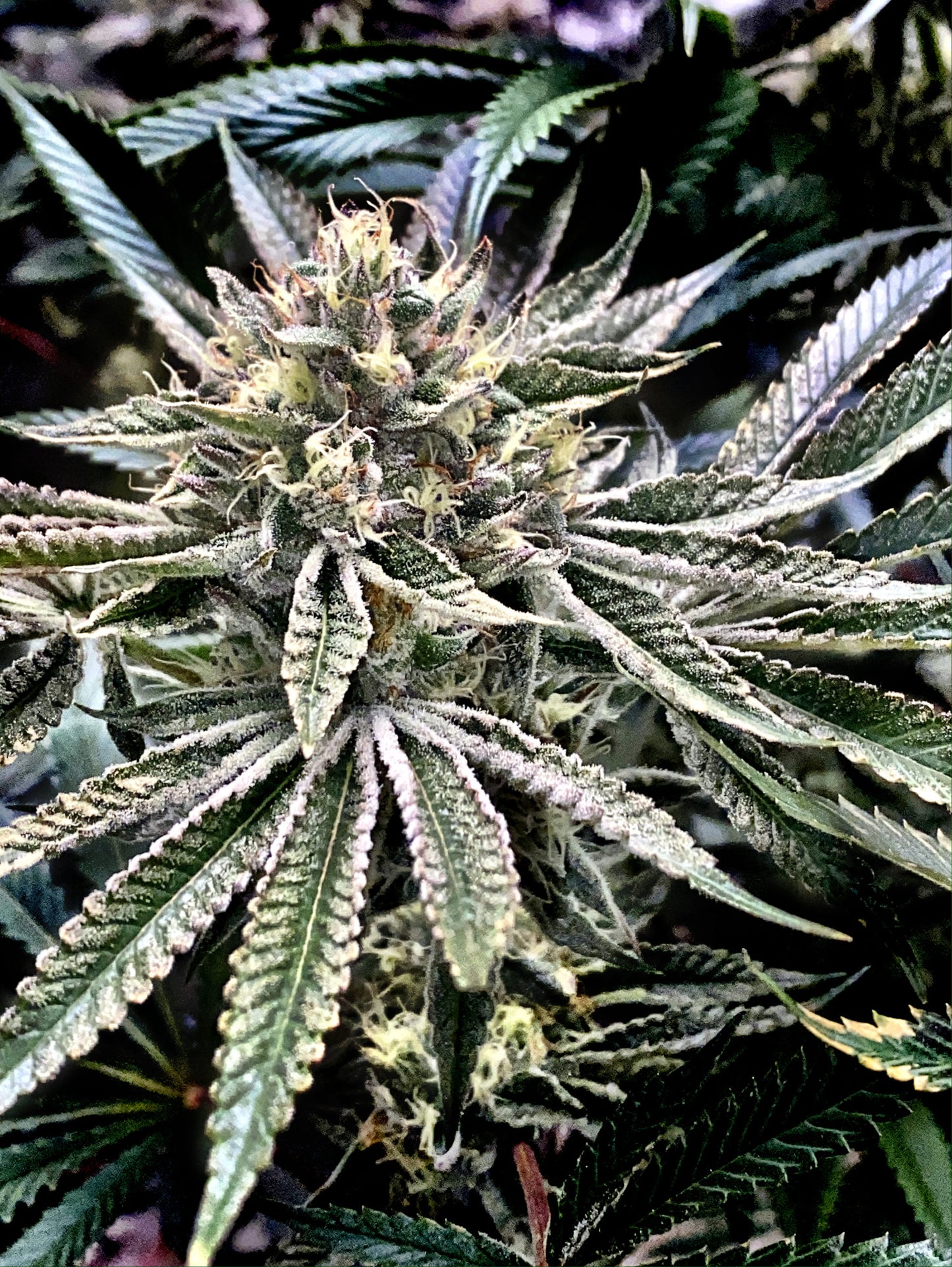 Gelatomo (Gelato #33 x GMO Cookies) 3-Pack