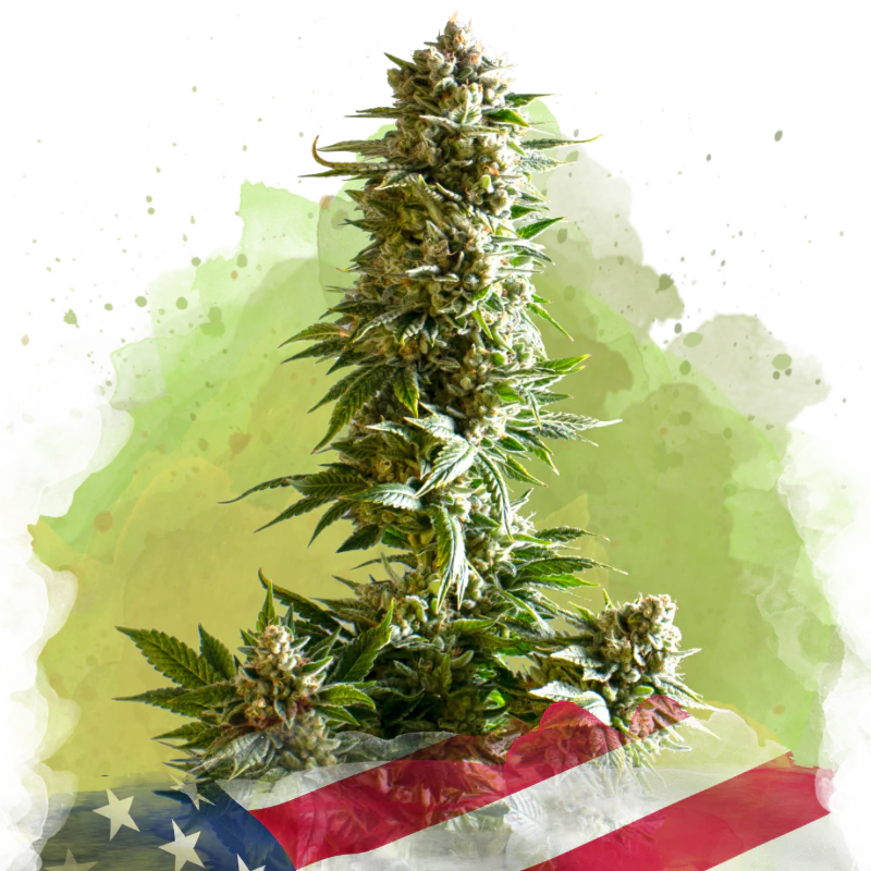 Girl Scout Cookies Auto 5 seeds - Nirvana Seeds