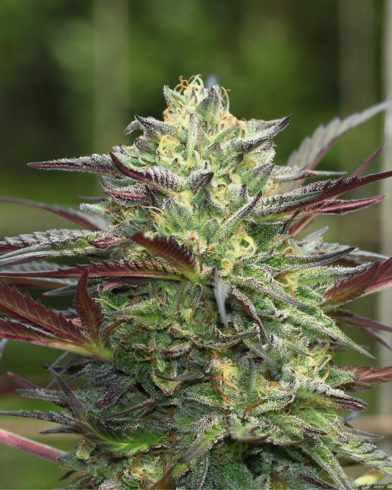 G. S. Cookies Fem (Matanuska x G.S. Cookies) 5-Pack