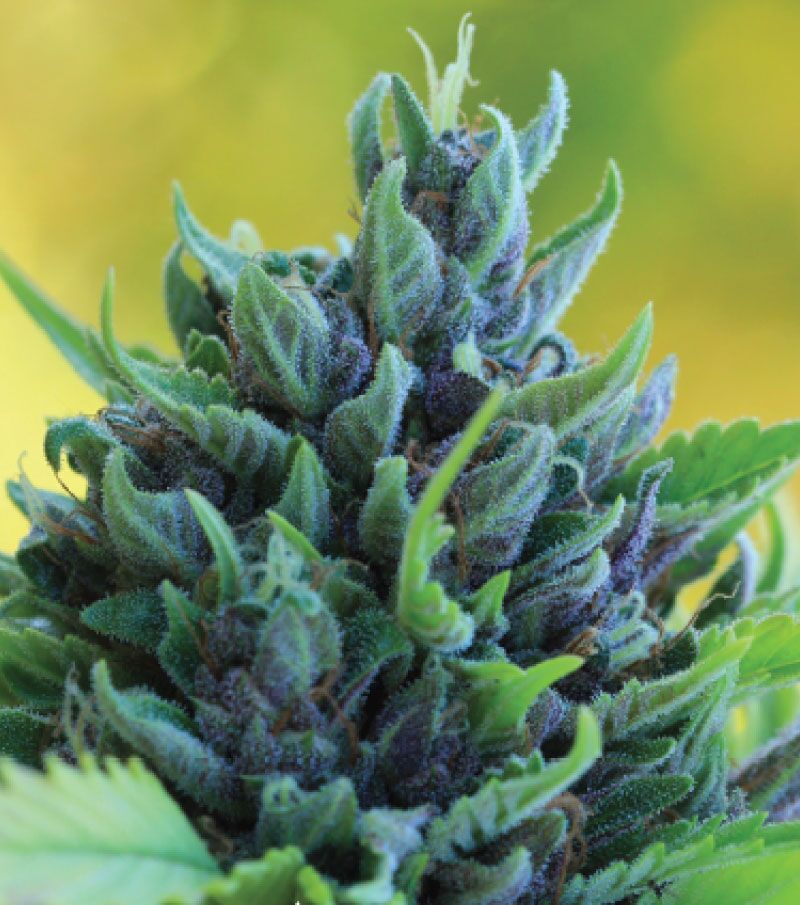 Humboldt Dream Auto (Humboldt Dream x Blue Dream x Emerald Fire OG Auto) 5-Pack