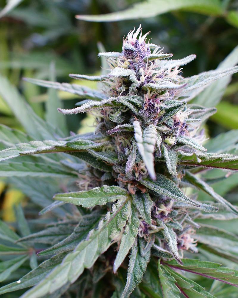 Hi-Biscus Fem (Zkittles x Blueberry Muffin) 5-Pack