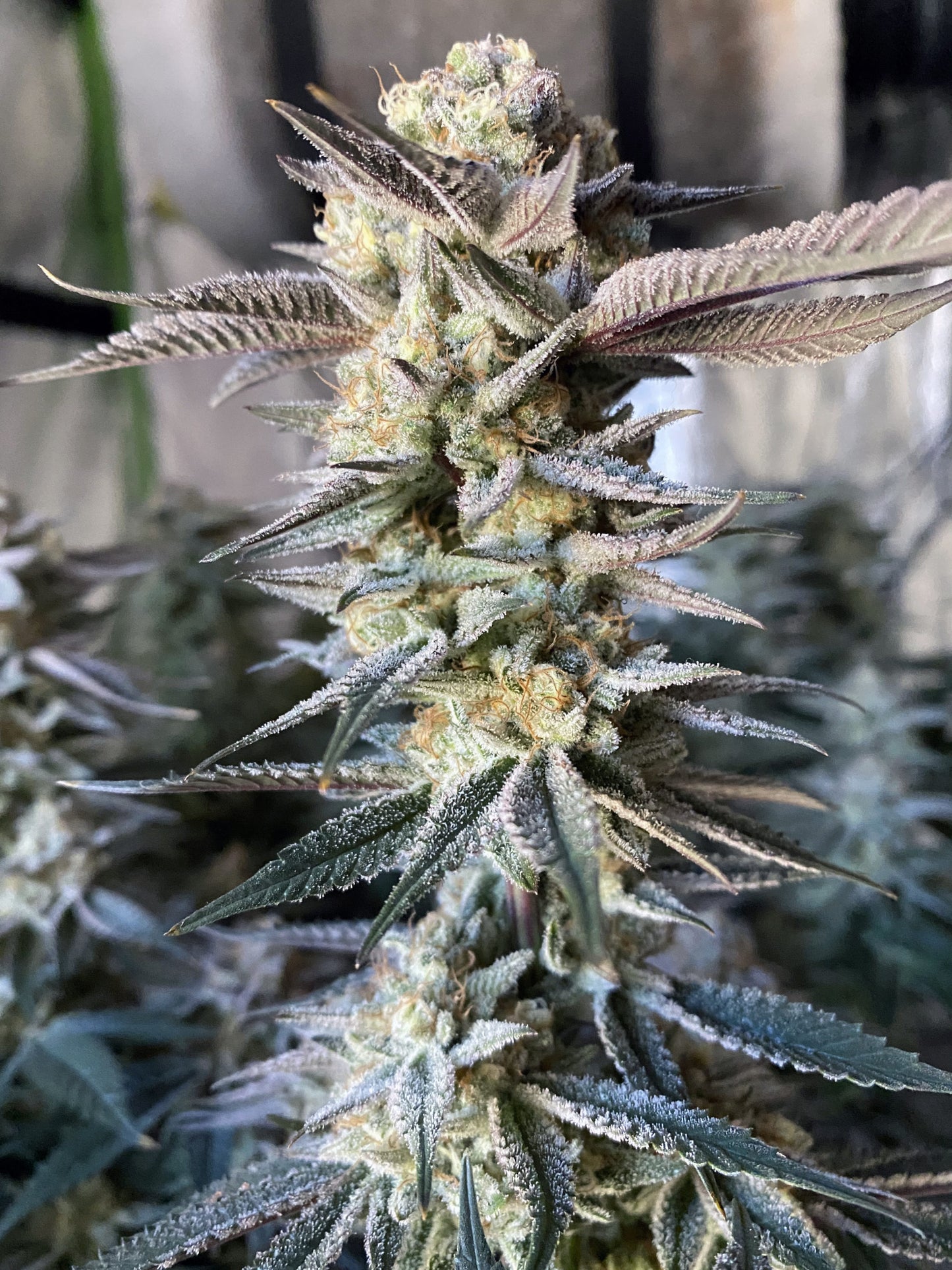 Huckleberry Punch (Purple Punch x Platinum Huckleberry Cookies) 3-Pack