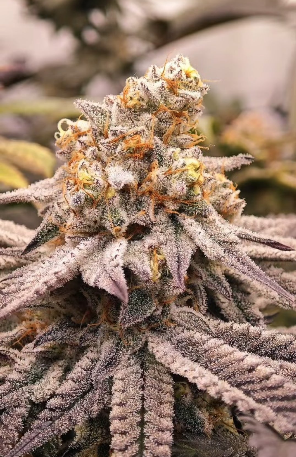 Dantes Inferno (Oreoz x Devil Driver) 6 seeds