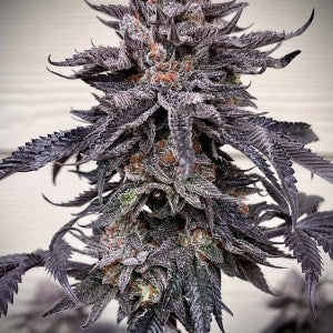 Zodaza (Zabuza #24 x Zoda) 6 seeds + 3 Sour D x Zoda