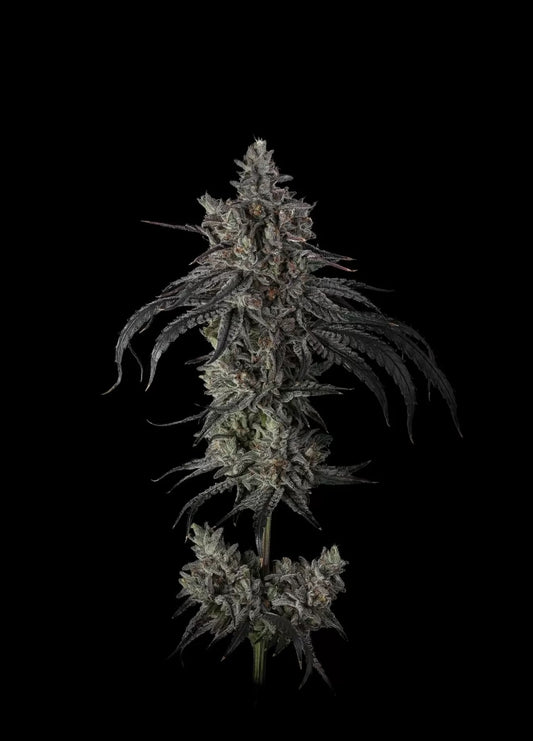 Zoda Bx1 (London Jellyz x Zoda) 6 seeds + 3 Sour D x Zoda