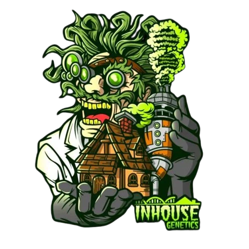 In House Genetics 443 (Divine Gelato #3 x Slurricane #44) 3 seeds