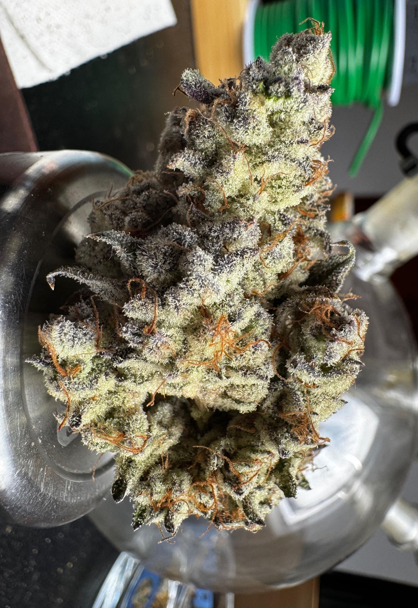 Gush Mints x Grape Cream Cake (FEM) 6-Pack