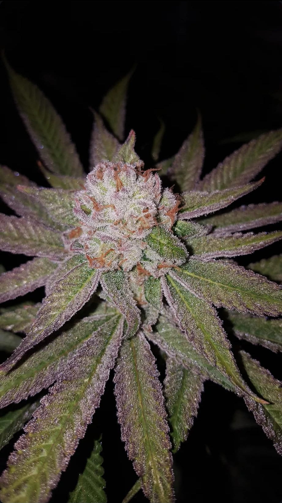Dulce de Uva x Cherry Octane (FEM) 6 seeds