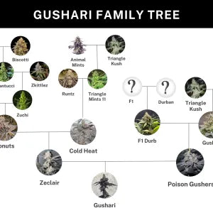 Gushari (Poison Gushers x ZeClair) 6 seeds + 3 Sour D Zoda