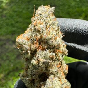 Deep Fried Banana Truffle (Banana Crème Brûlée #11 x Truffle Treats) 10 seeds