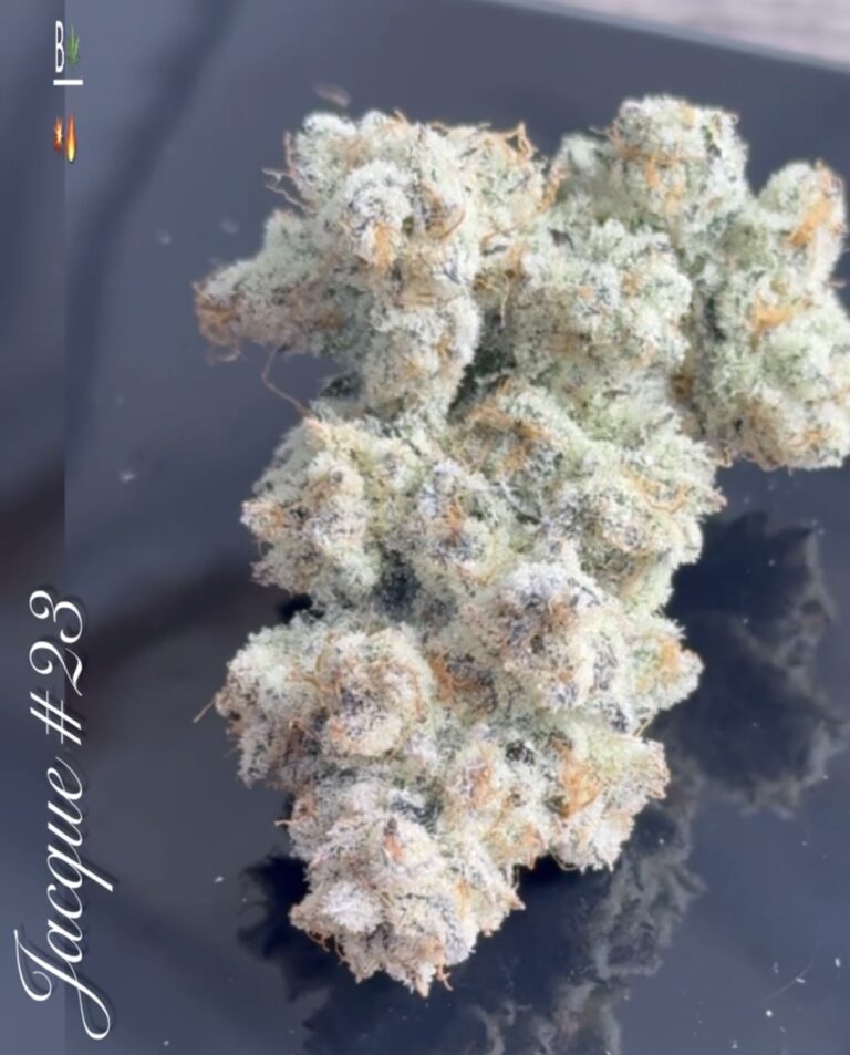 Jacques (Chestah x Autumn Sunset #57) 5-Pack*