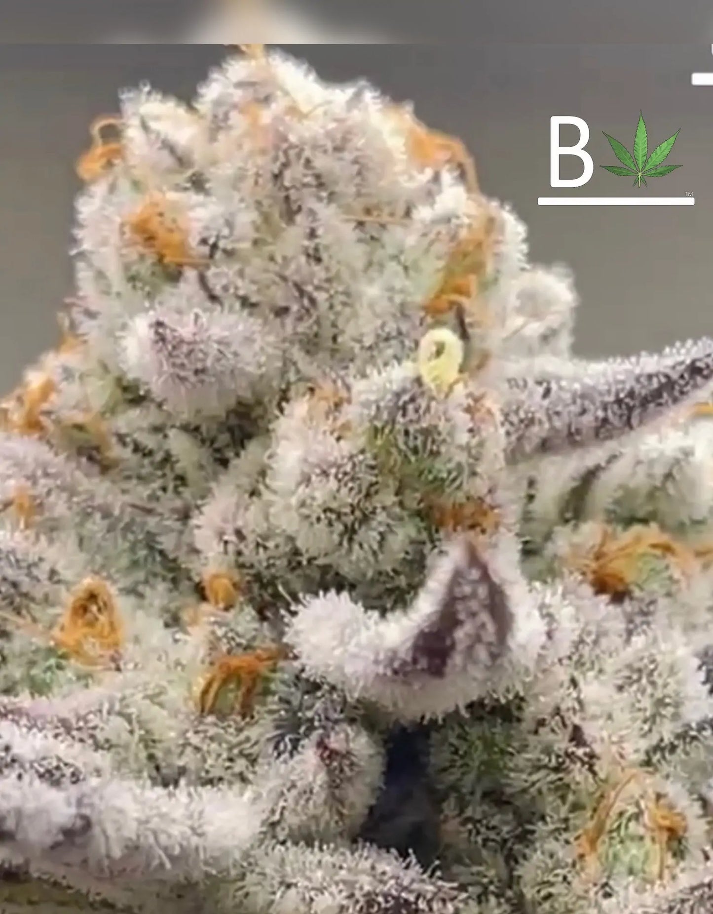 Chimera #3 s1 (White Truffle X THE CREATURE) fem seeds