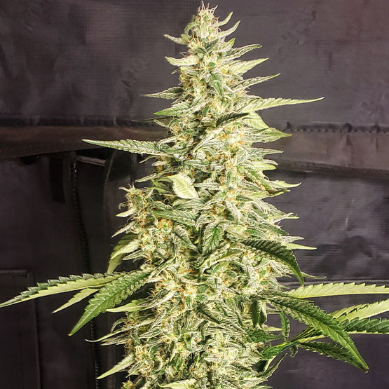 Inzane Auto (Inzane Auto x Zweet Auto) 6 seeds