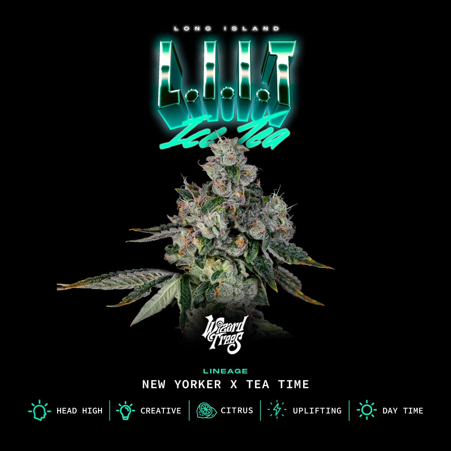 L.I.I.T (New Yorker x Tea Time) 3-Pack
